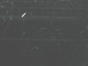 Cloud chamber ani bionerd